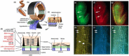 Figure 1. Schematic Diagram of the C. elegans Body-Wall Muscle Structure, and fluorescence microcopy of muscle attachments in embryos and adults.