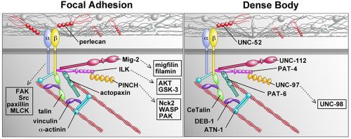 Figure 2. Comparison between vertebrate focal adhesions and C. elegans dense bodies.