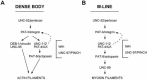 Figure 3. "Assembly dependence" pathways for dense bodies and M-lines.