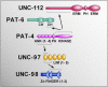 Figure 4. Interactions between UNC-112, UNC-97, PAT-4, PAT-6 and UNC-98 as determined by yeast two-hybrid analysis.