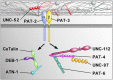 Figure 5. Two different linkage pathways between integrin and actin filaments.