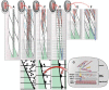 Figure 7. Model of sarcomere development showing several adjacent cells in one dorsal muscle quadrant at several successive developmental stages.