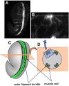 Figure 8. View of a phalloidin stained 1.5 fold wild type embryo.