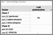 Table 1. Muscle cell phenotype in Pat mutants.