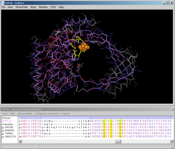 Figure 7. Sequence and structure views of the TOP1Ac conserved domain common to type III bacterial and eukaryotic DNA topoisomerases.