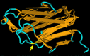 CD40 antigen ligand (CD154). The gene TNFSF5 that codes for the protein CD154 above, (formerly CD40L) is mutated in HIM.