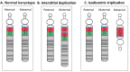 Figure 1. A.