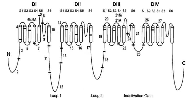 Figure 1. . Intron-exon organization of SCN8A.