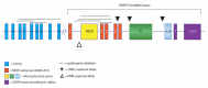 Figure 1. . Schematic of the GNAS complex locus and nearby gene, STX16.