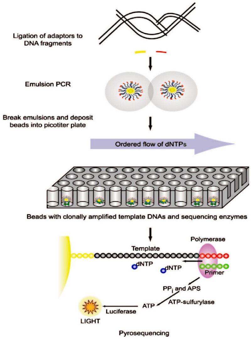 Figure 3.. Roche 454 GS FLX sequencing.