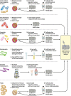 Figure 6B.. Mechanisms of MALDI-TOF MS for the identification of bacterial species.