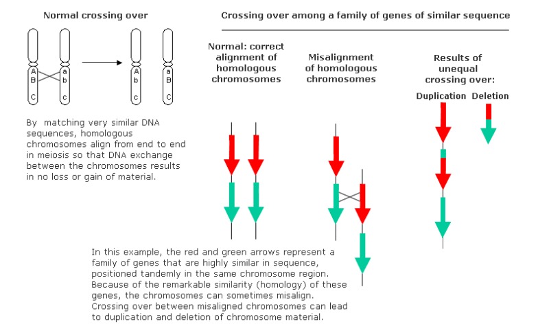 nonallelic homologous recombination