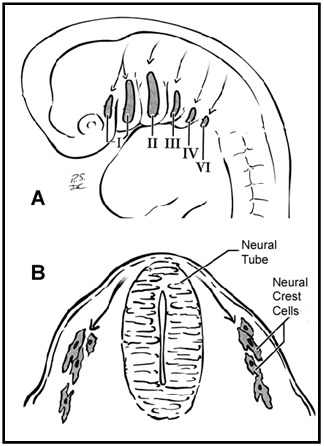 Figure 4. A.