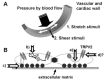 FIGURE 28.1. (A) Schematic diagram showing mechanical stimuli to which vascular and cardiac walls are exposed.