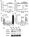 FIGURE 28.2. Activation of human TRPV2-like channel currents in human umbilical vein endothelial cells (HUVEC).