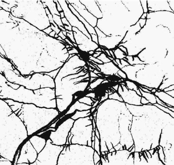 FIGURE 16.1. Type II (multidendritic) sensory neurons.