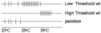 FIGURE 16.3. Schematic representation of Drosophila thermosensory neuron firing patterns.