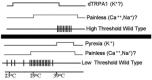 FIGURE 16.4. Hypothesis for combinatorial encoding of thermosensory neuron firing properties.