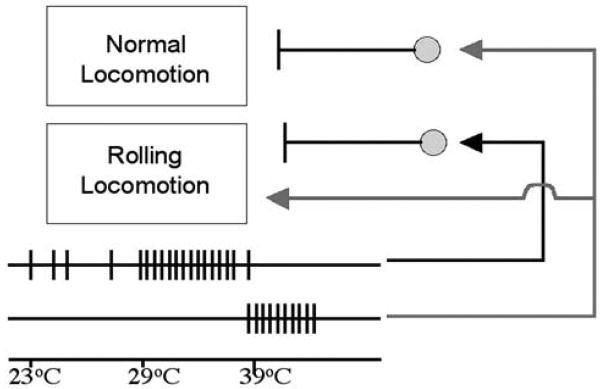 FIGURE 16.5. Hypothetical thermal nociception circuit.