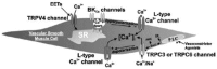 FIGURE 26.1. TRP channels that are receptor coupled and that directly or indirectly mediate calcium entry in vascular smooth muscle cells.