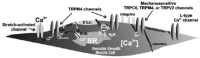 FIGURE 26.2. TRPC6, TRPM4, and TRPV2 channels are likely candidates as stretch-activated cation channels in vascular smooth muscle.