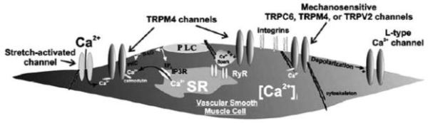 FIGURE 26.2. TRPC6, TRPM4, and TRPV2 channels are likely candidates as stretch-activated cation channels in vascular smooth muscle.