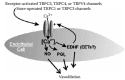 FIGURE 26.3. Endothelial TRP channels may contribute to the regulation of calcium entry and activity of endothelial vasodilator factors.