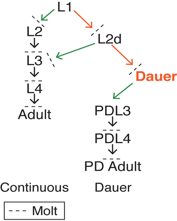 Figure 1. Dauer and continuous life histories.