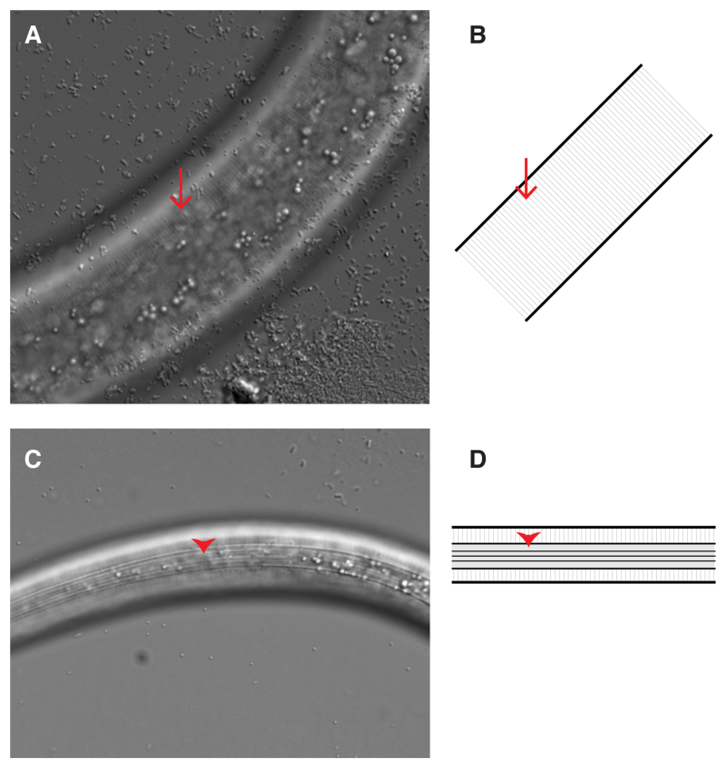 Figure 4. Cuticles of L3 and dauer larvae.