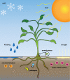 Figure 2:. Microbes protect plants from a multitude of stresses — both environmental and biological.