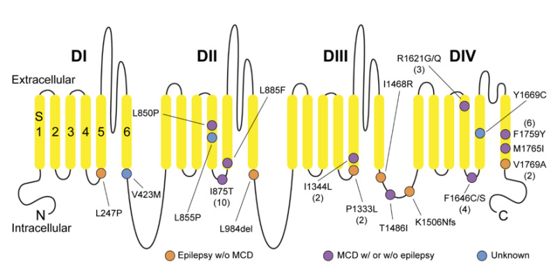 Figure 2. . Schematic of the Nav1.