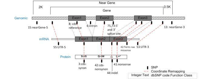 Image Bld_dbSNP_Mapping-Image001.jpg