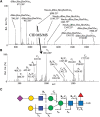 FIGURE 51.3.. Collision-induced dissociation–tandem mass spectrometry (CID-MS/MS) of released N-glycans.