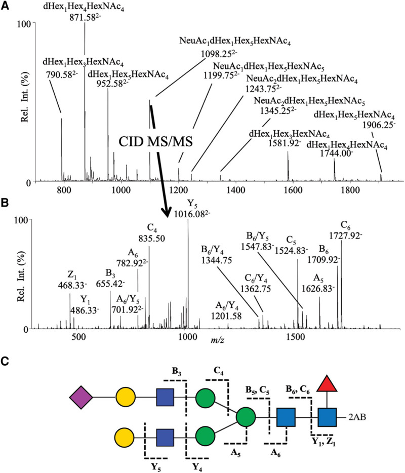 FIGURE 51.3.. Collision-induced dissociation–tandem mass spectrometry (CID-MS/MS) of released N-glycans.