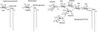 FIGURE 11.1.. Structures of representative glycosphingolipids (GSLs) and glycoglycerolipids.