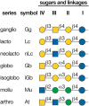 FIGURE 11.2.. Glycosphingolipid (GSL) neutral cores and their designation based on IUPAC (International Union of Pure and Applied Chemistry) Nomenclature.