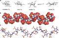 FIGURE 38.1.. Conformation of heparin oligosaccharides.