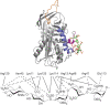 FIGURE 38.2.. (Top) Crystal structure of the antithrombin–pentasaccharide complex (from Protein Data Bank).