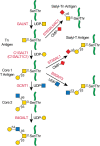 FIGURE 10.2.. Biosynthesis of core 1 and 2 O-GalNAc glycans as described in the text.