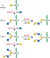 FIGURE 10.3.. Biosynthesis of core 3 and 4 O-GalNAc glycans as described in the text.