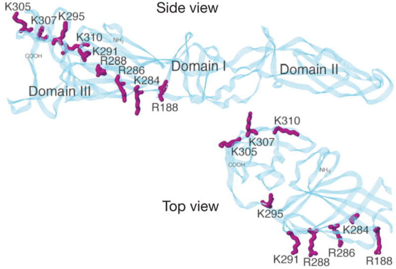 FIGURE 37.2.. Two views of a putative heparin sulfate–binding site on the dengue virus envelope protein.