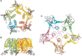 FIGURE 37.5.. Crystal structure of the cholera toxin B-subunit pentamer bound to GM1 pentasaccharide, shown from the bottom (A) and the side (B).