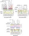 FIGURE 21.1.. Conceptual organization of the cell envelopes of Gram-negative bacteria, Gram-positive bacteria, and mycobacteria.