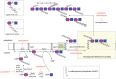 FIGURE 21.2.. Structure, biosynthesis, and inhibition of peptidoglycan assembly.