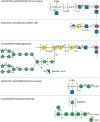 FIGURE 21.3.. Structures of additional cell wall polymers in classical Gram-positive bacteria and mycobacteria.