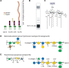 FIGURE 21.4.. Structural organization of lipopolysaccharides (LPSs).