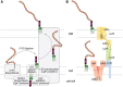 FIGURE 21.5.. Assembly and export of lipopolysaccharides (LPSs).