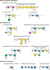 FIGURE 21.6.. Structures of exopolysaccharides and capsular polysaccharides (CPSs and EPSs).