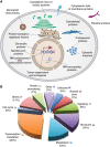 FIGURE 19.2.. (A) O-GlcNAcylated proteins occur in many different cellular compartments.