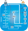 FIGURE 19.4.. Elevating O-GlcNAc blocks insulin signaling at many points.